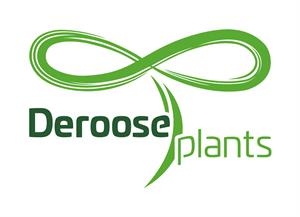Deroose